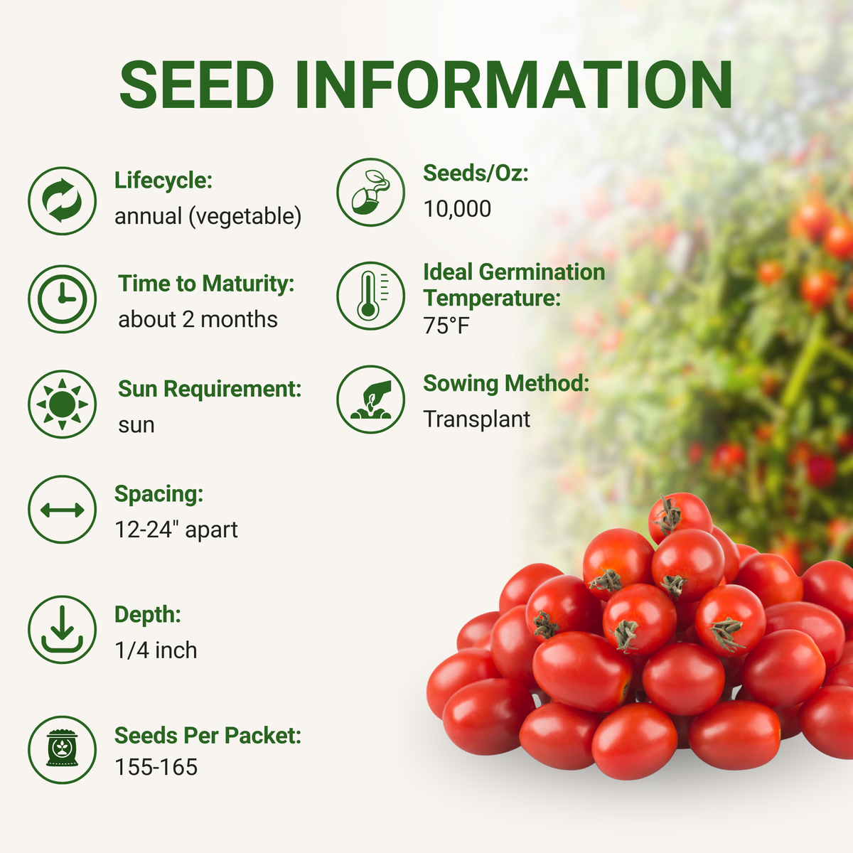Sweetie Cherry Tomato Seeds 3-Pack - Non-GMO