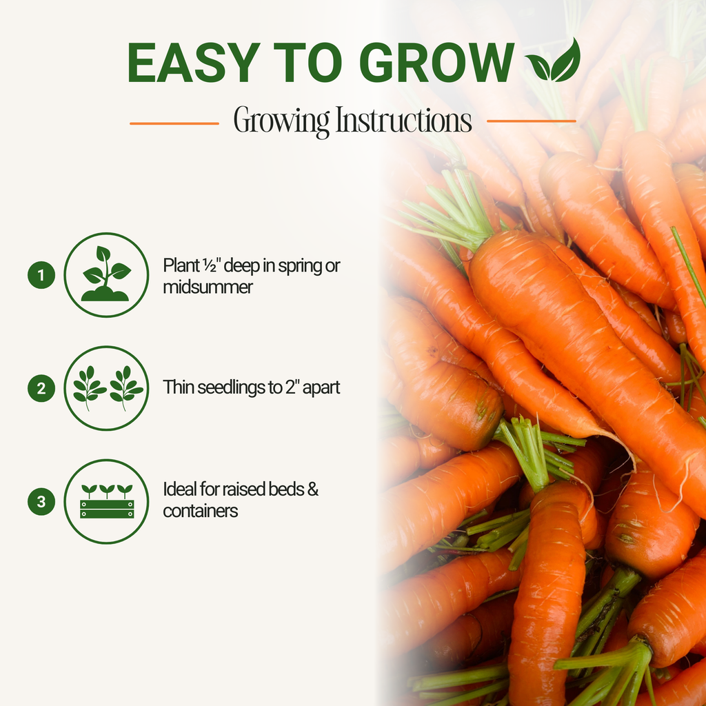 Nantes Carrot Seeds 3-Pack - Non-GMO