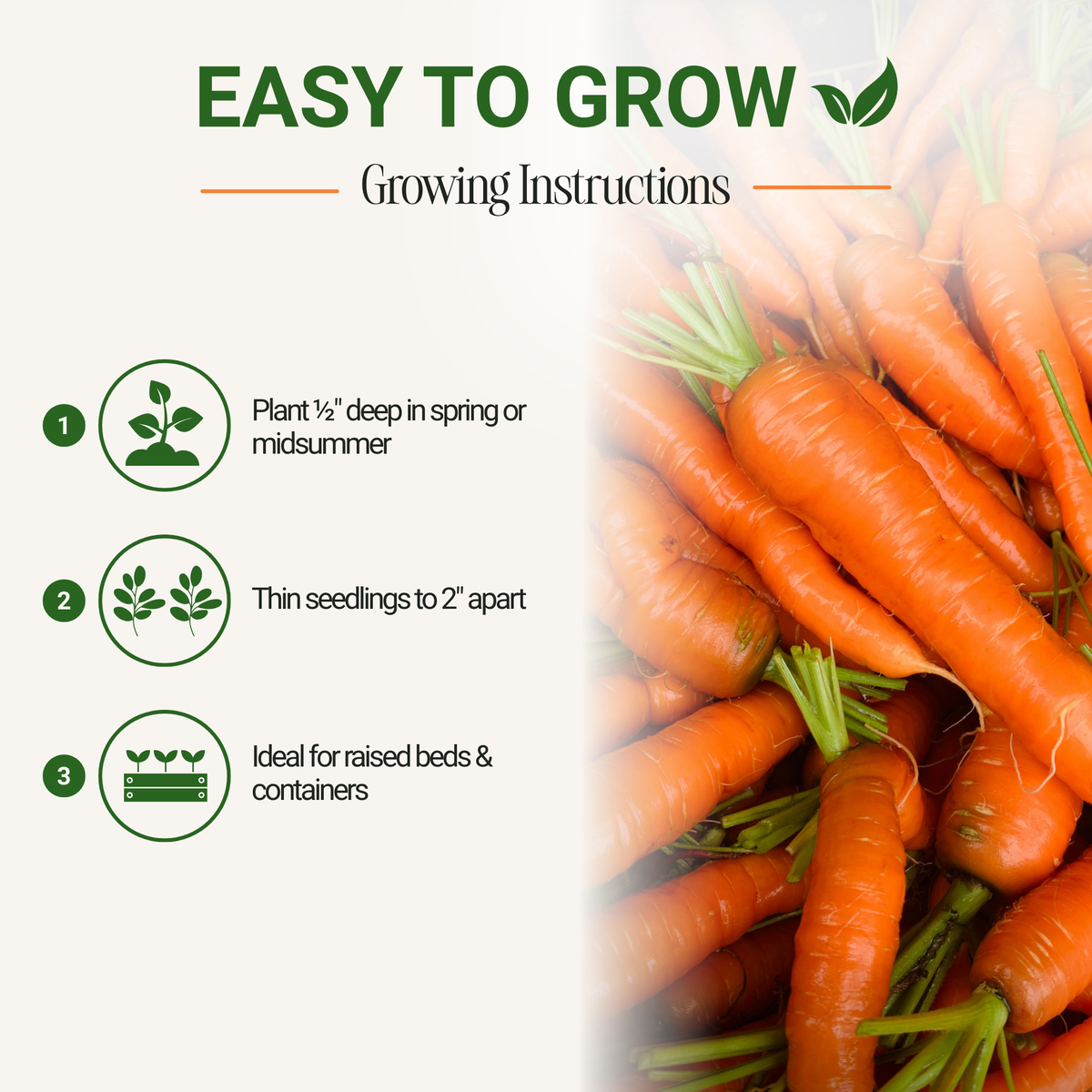 Nantes Carrot Seeds 3-Pack - Non-GMO