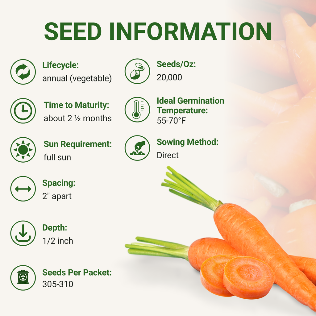 Nantes Carrot Seeds 3-Pack - Non-GMO