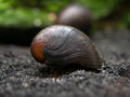 Black Racer Nerite Snail | The Midnight Racer