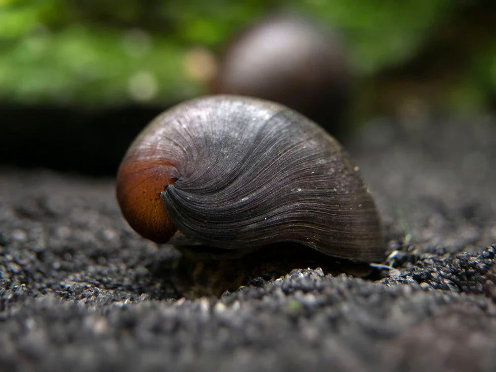 Black Racer Nerite Snail | The Midnight Racer