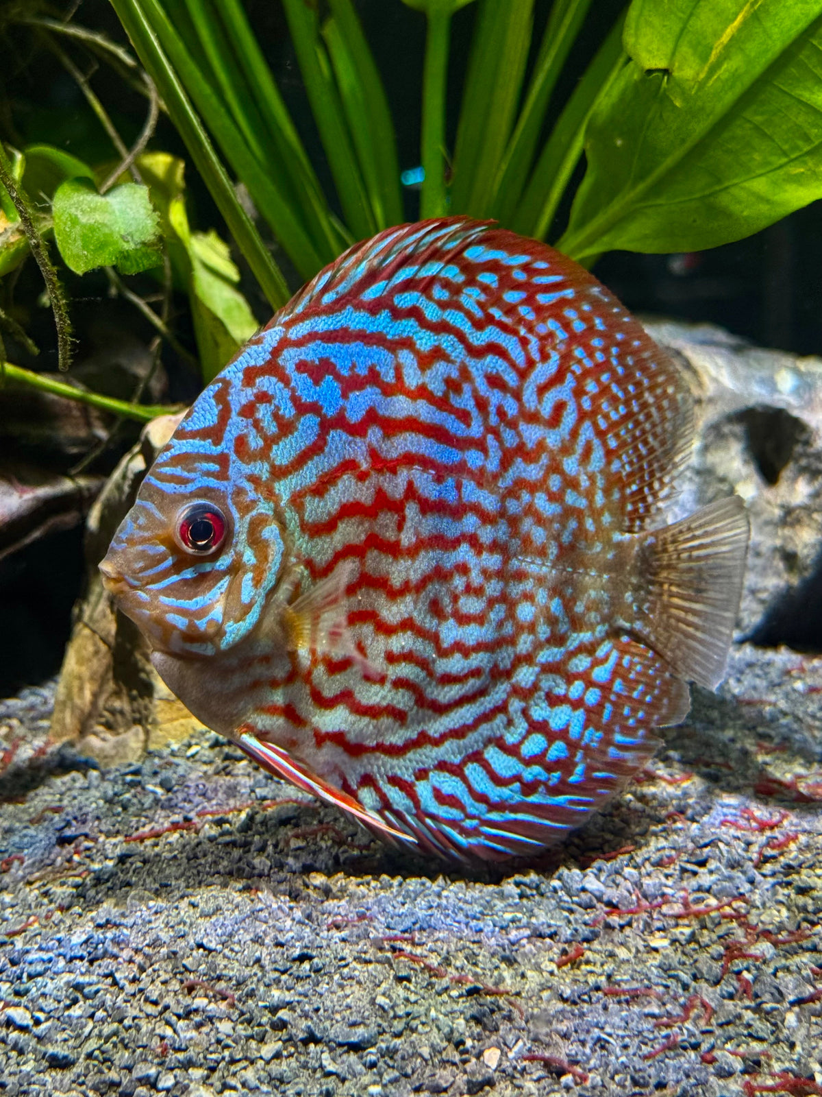 Yellow Pigeon Blood Discus | The Golden Sovereign