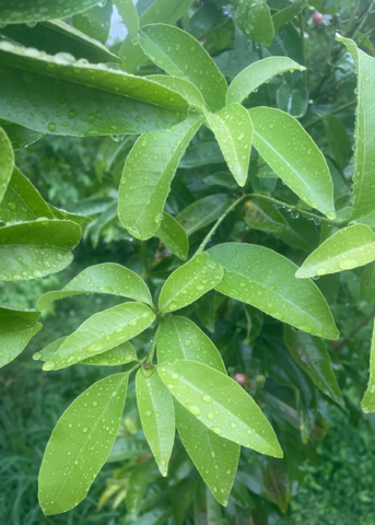 Gin Berry, Ginberry (Glycosmis pentaphylla)