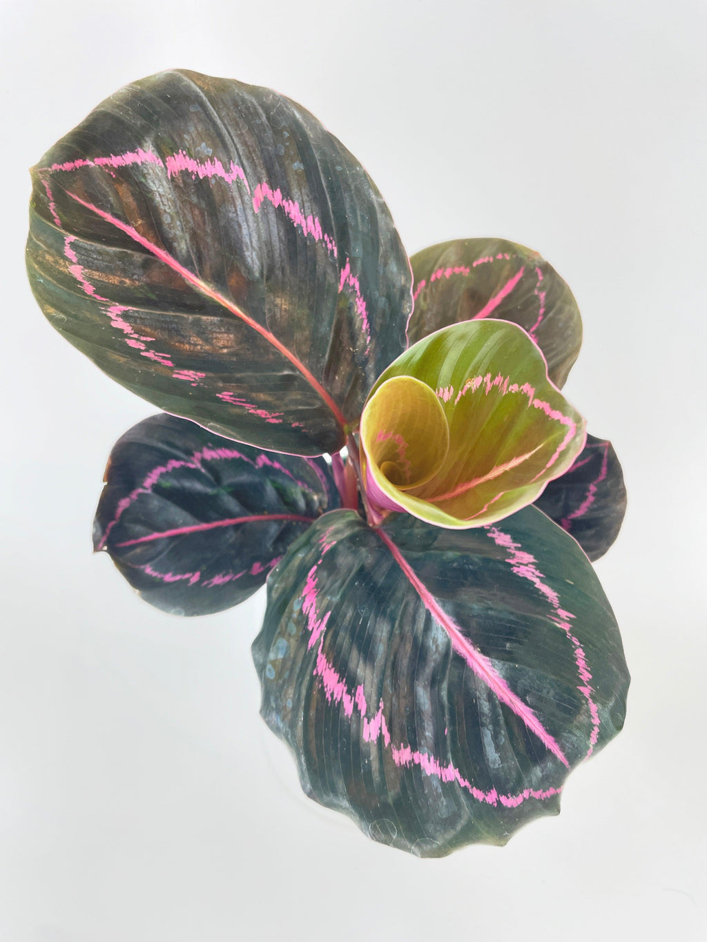 Calathea Dottie Roseopicta
