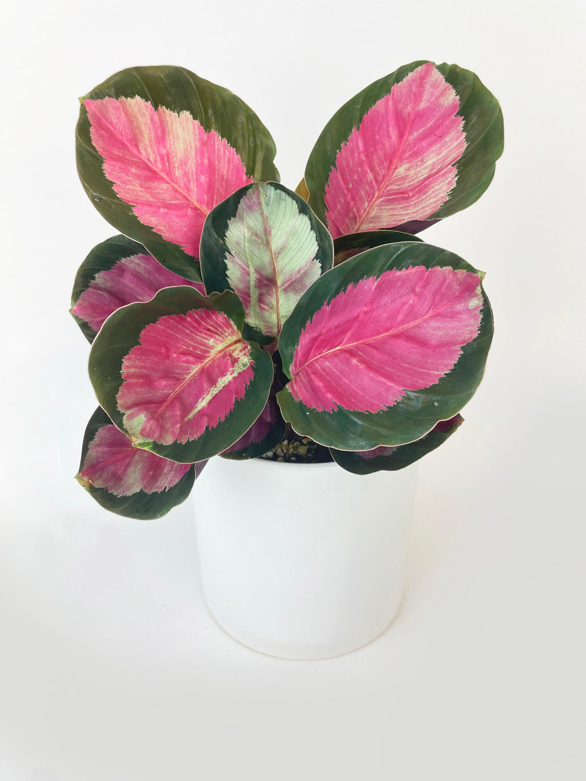 Calathea Roseopicta Crimson