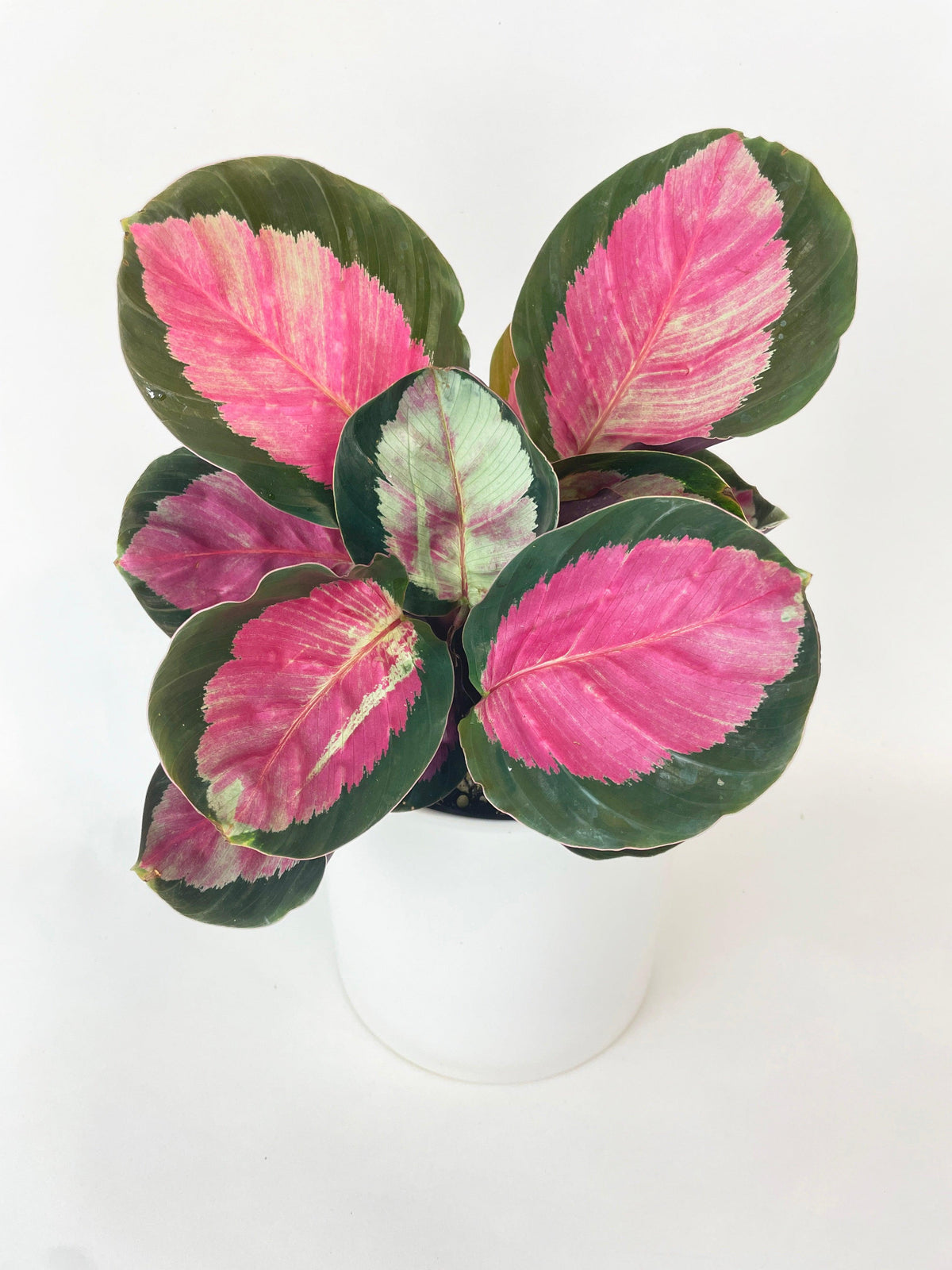 Calathea Roseopicta Crimson