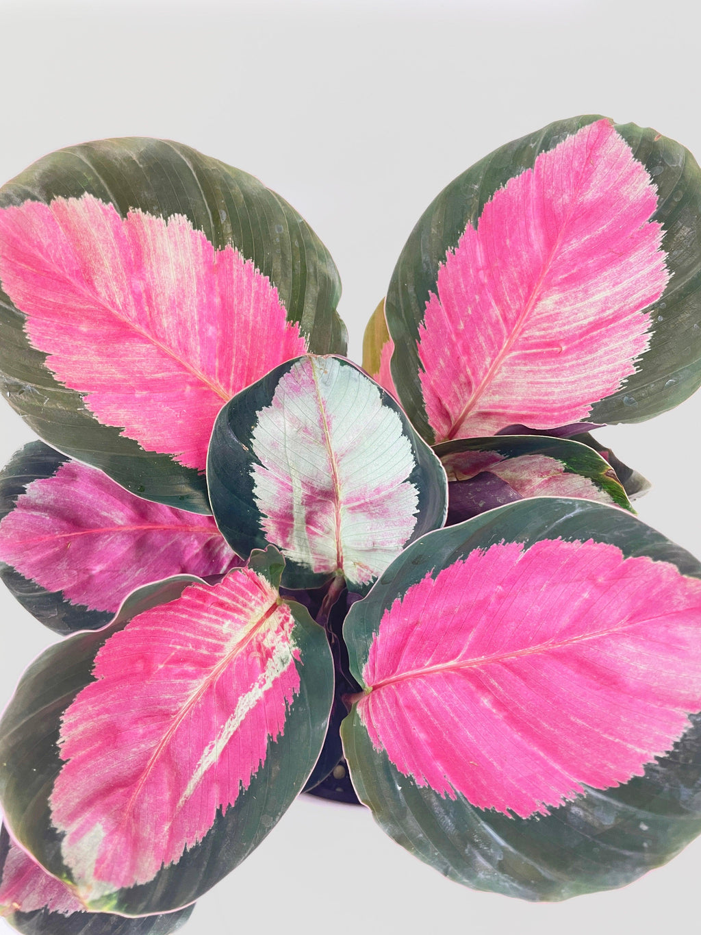 Calathea Roseopicta Crimson