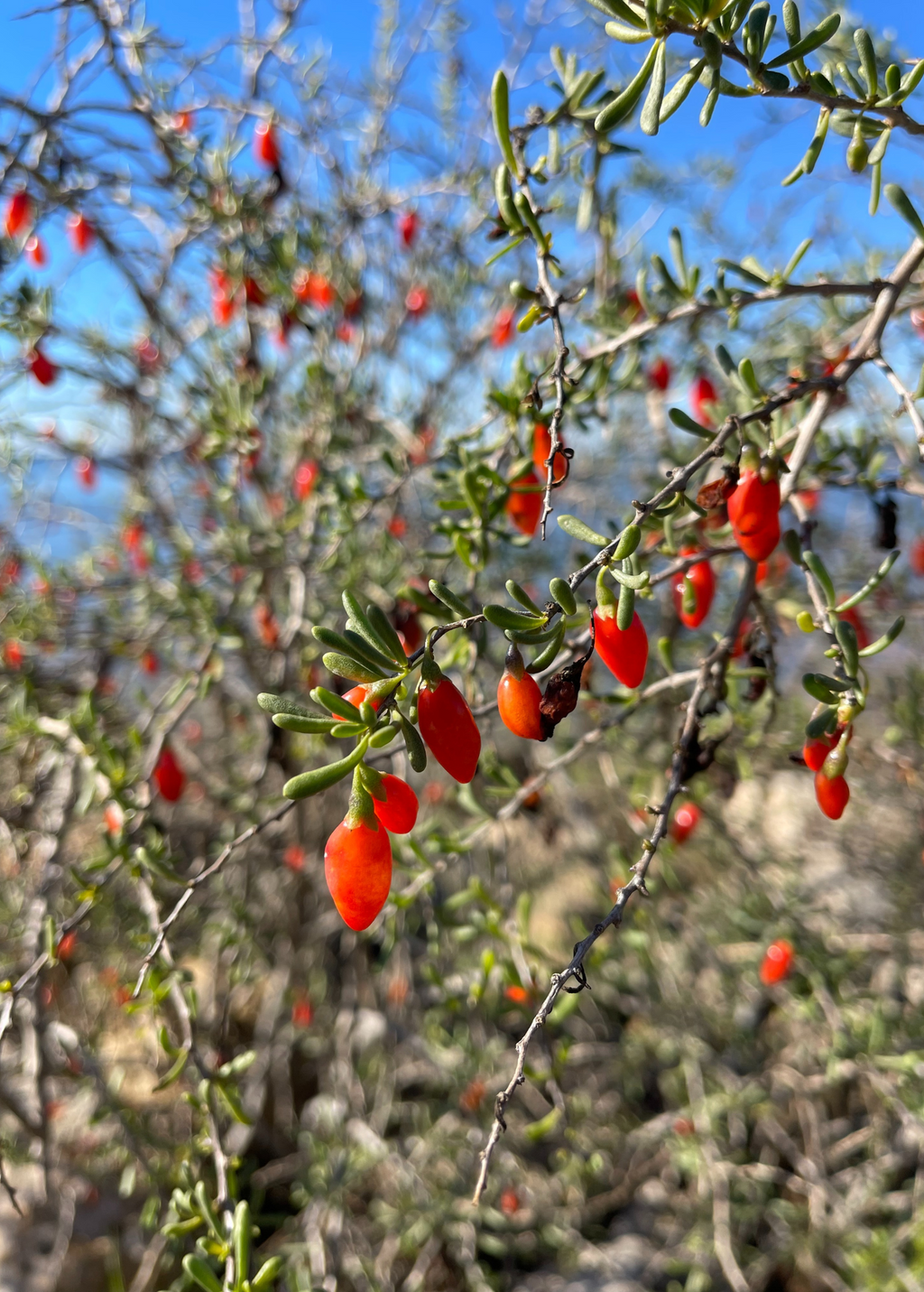 Christmasberry (Lycium carolinianum)