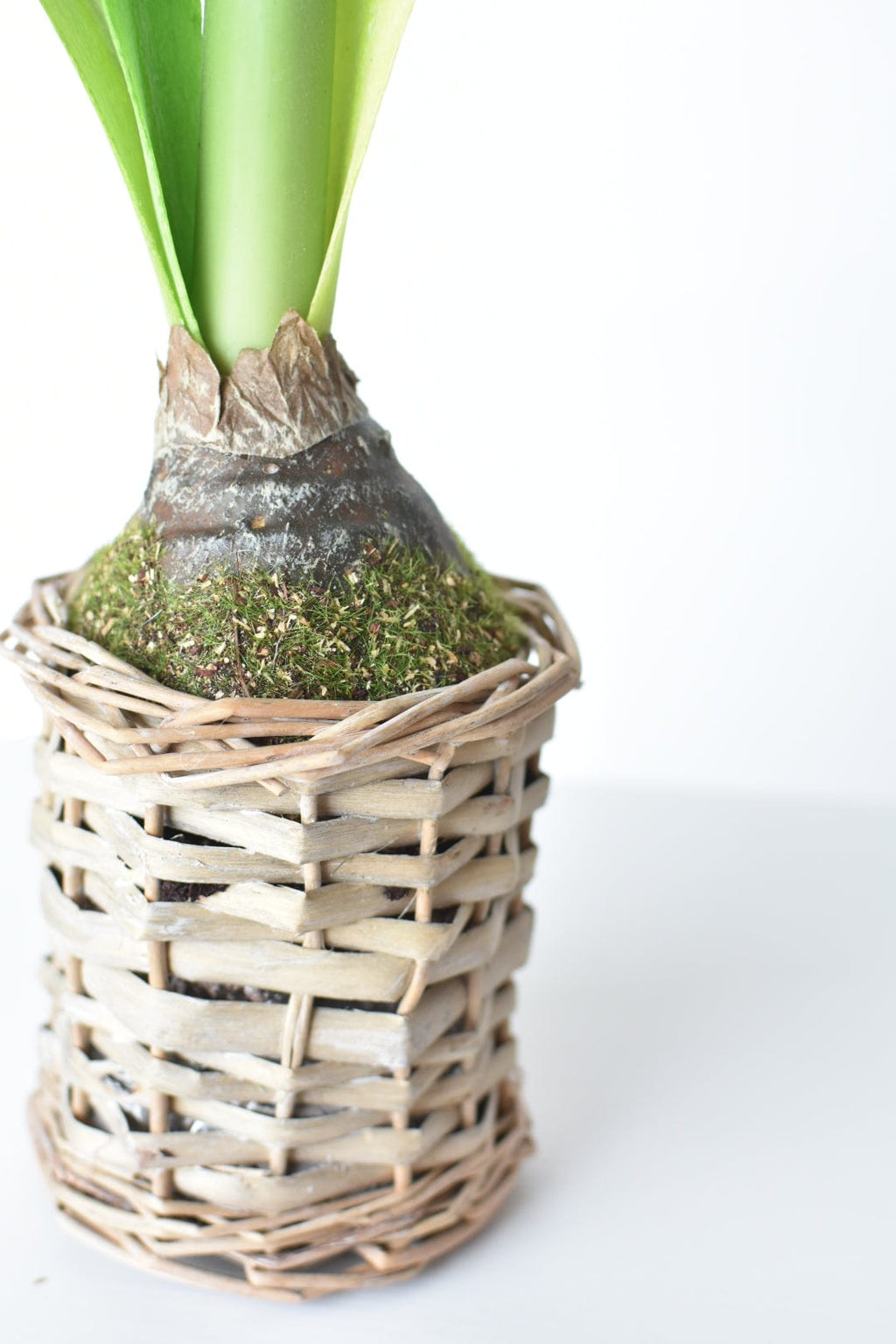 20.5" Faux White Amaryllis in Woven Pot