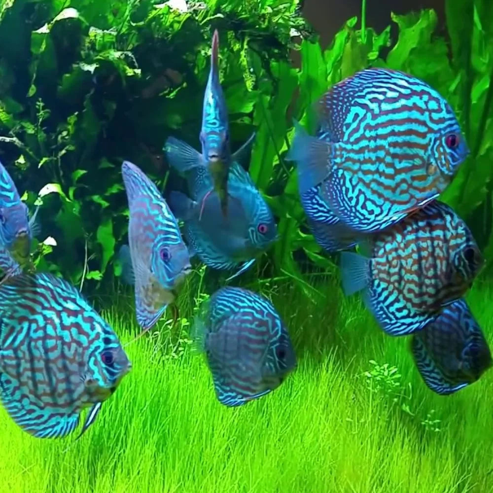 Hi-Fin Turquoise Discus | The Turquoise Jewel