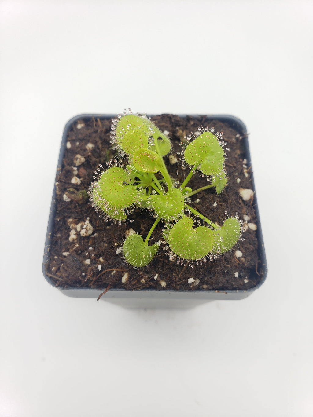 Drosera prolifera  -Live carnivorous plant-