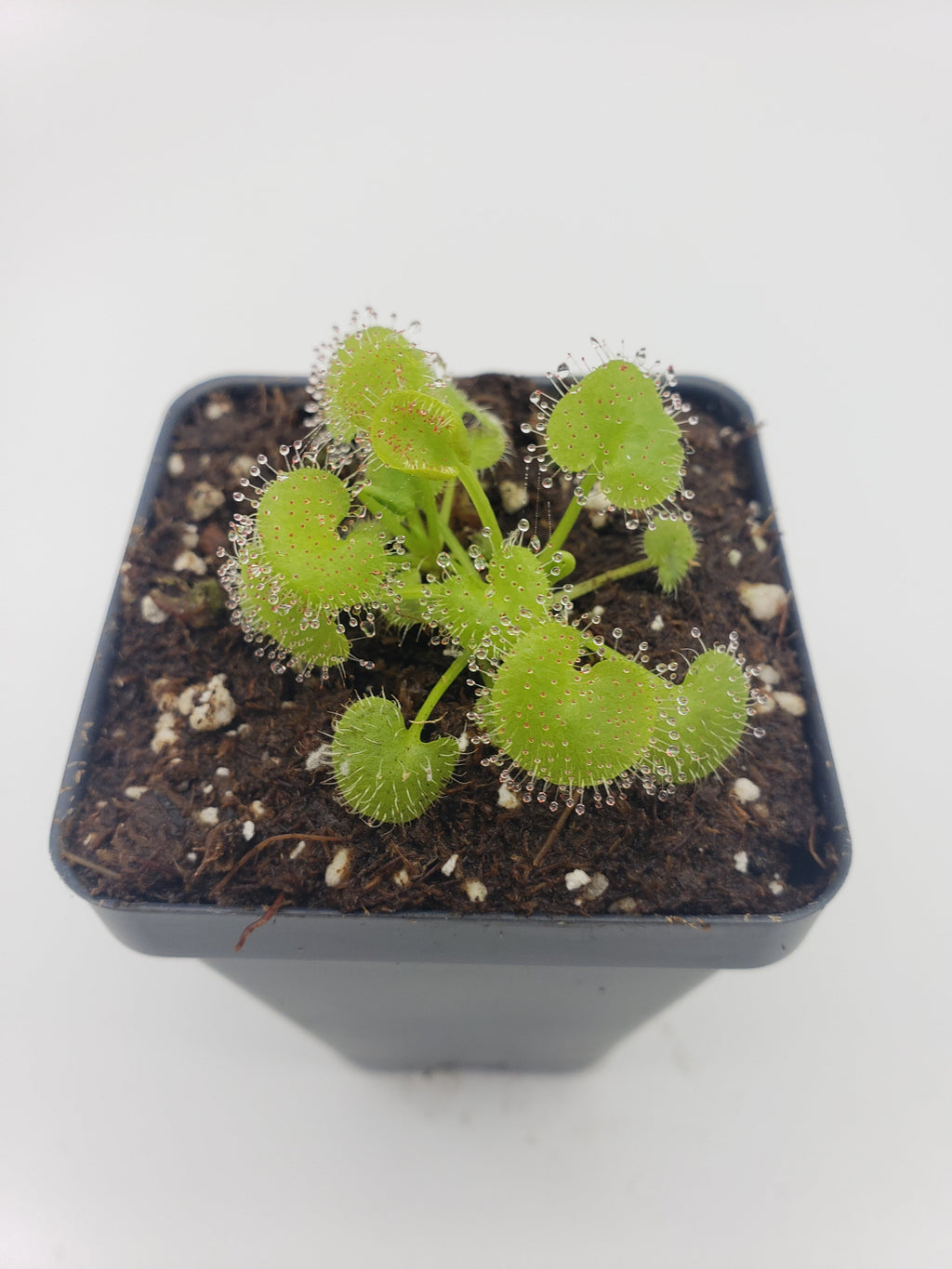Drosera prolifera  -Live carnivorous plant-