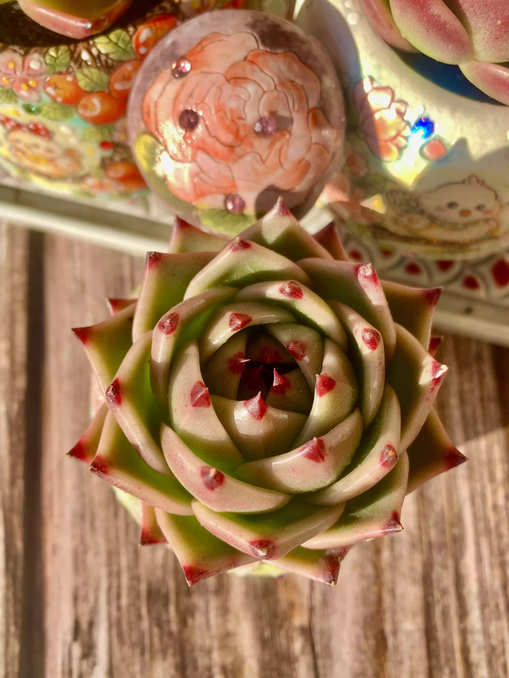 Echeveria blue dragon