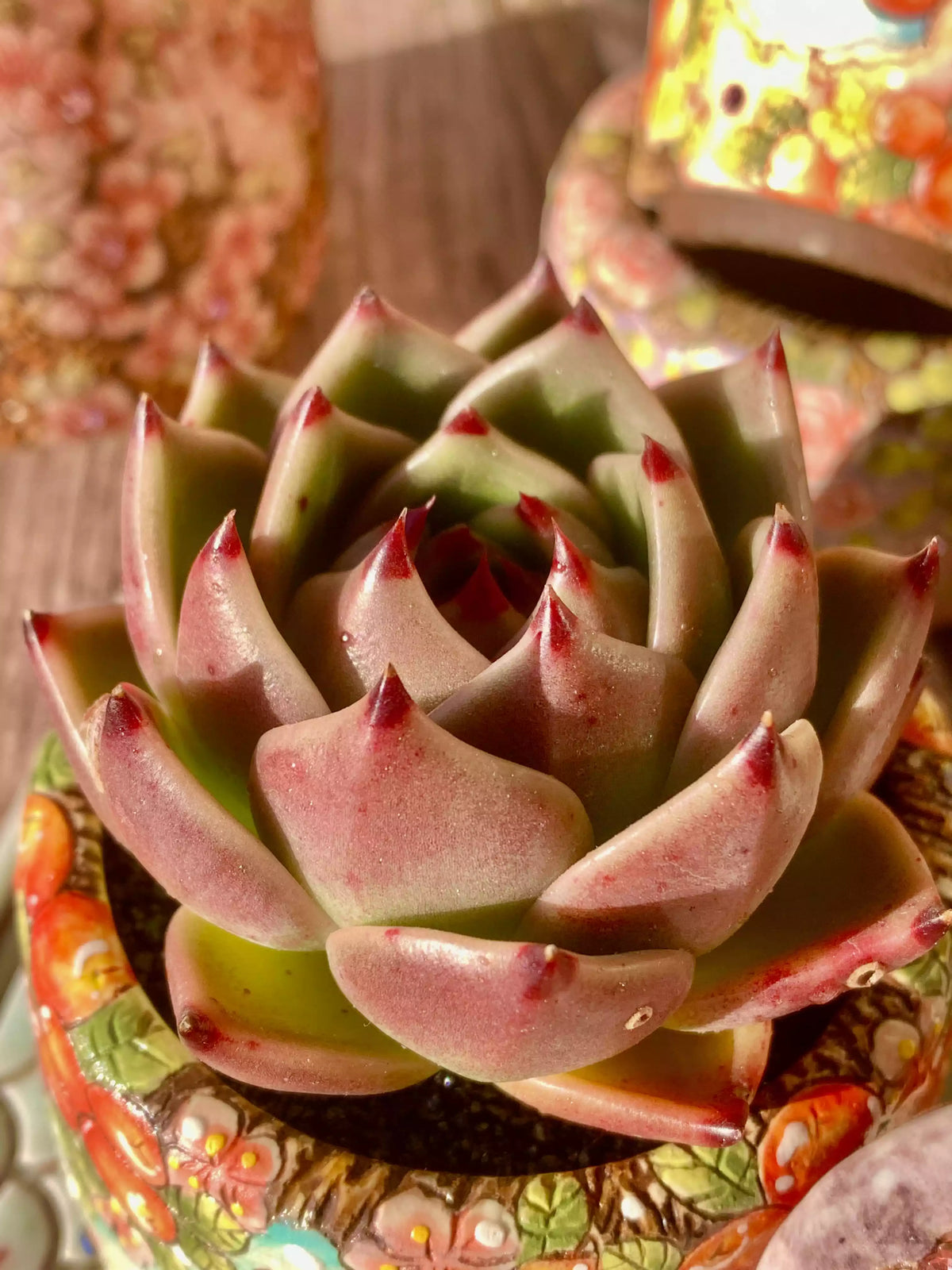 Echeveria blue dragon