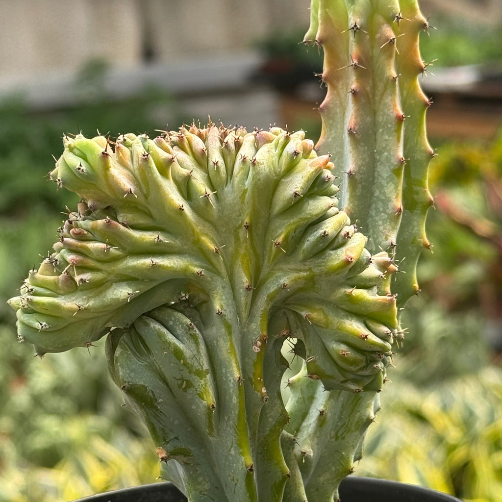 Marina | Mermaid Tail Euphorbia