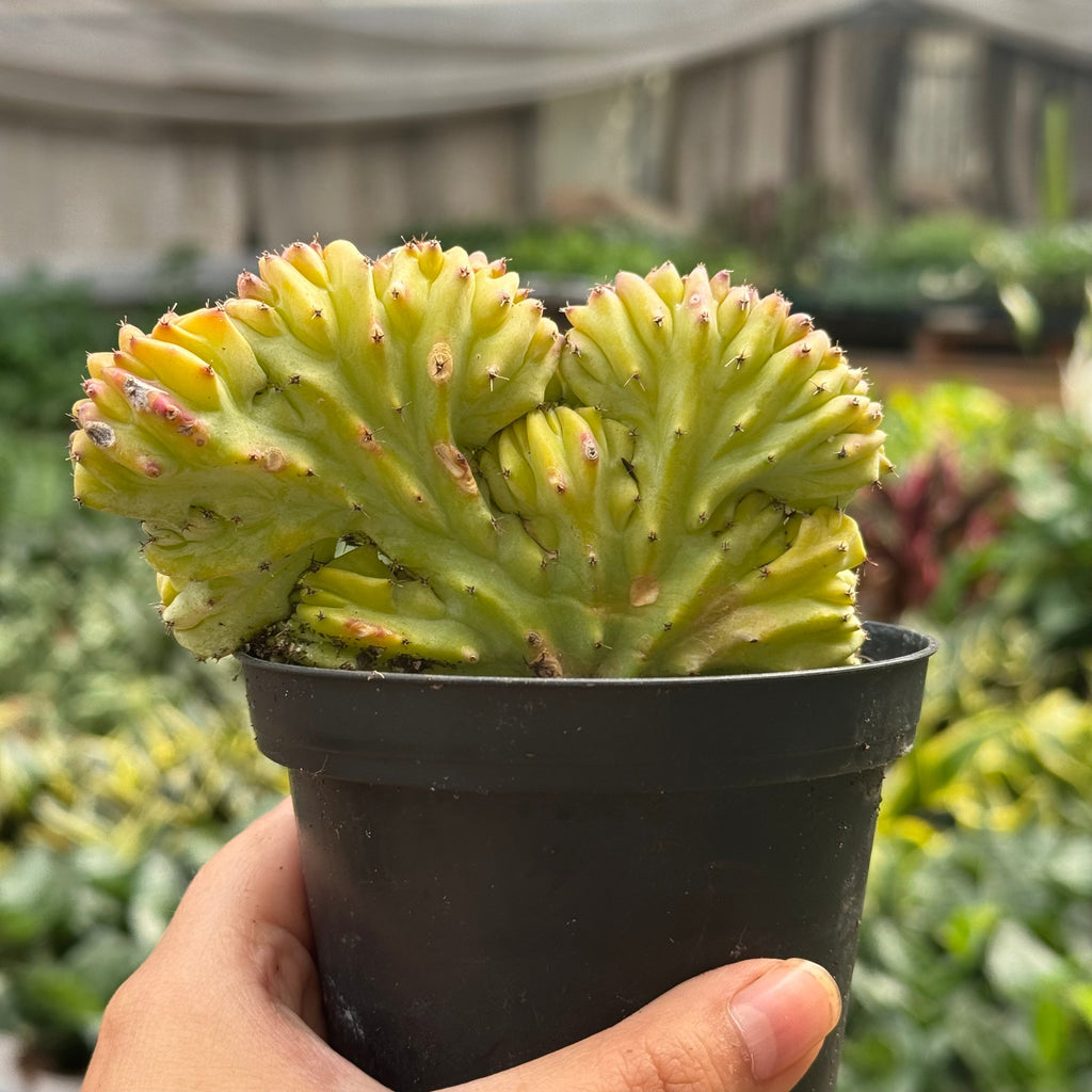 Marina | Mermaid Tail Euphorbia
