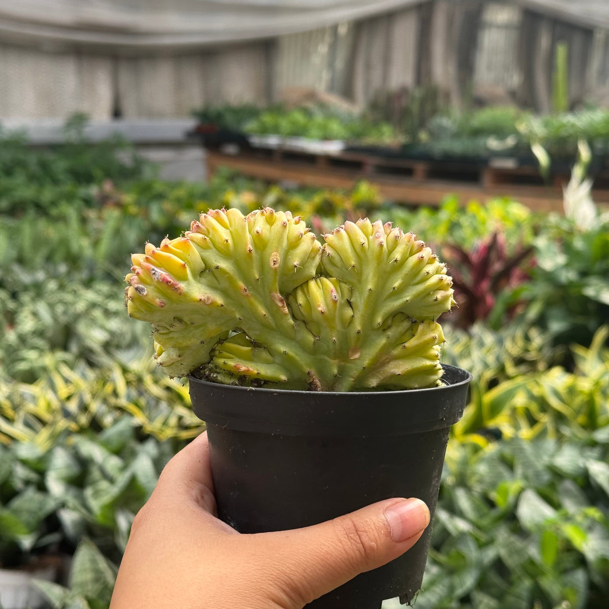 Marina | Mermaid Tail Euphorbia