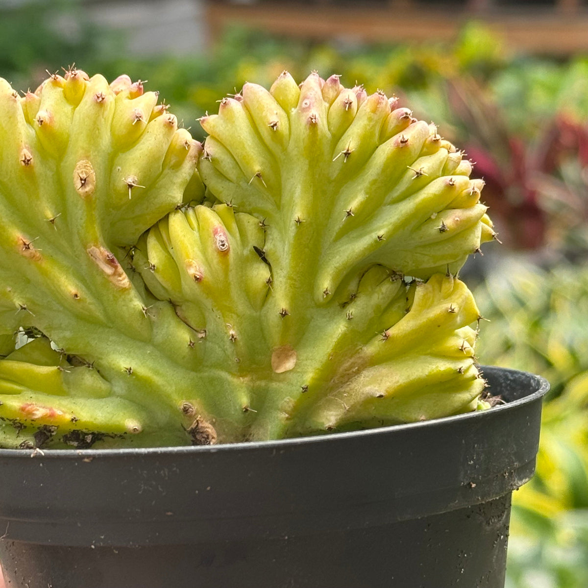 Marina | Mermaid Tail Euphorbia