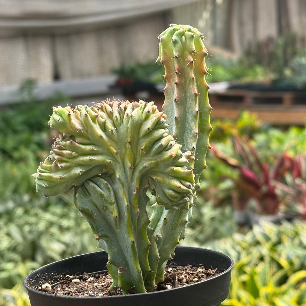 Marina | Mermaid Tail Euphorbia