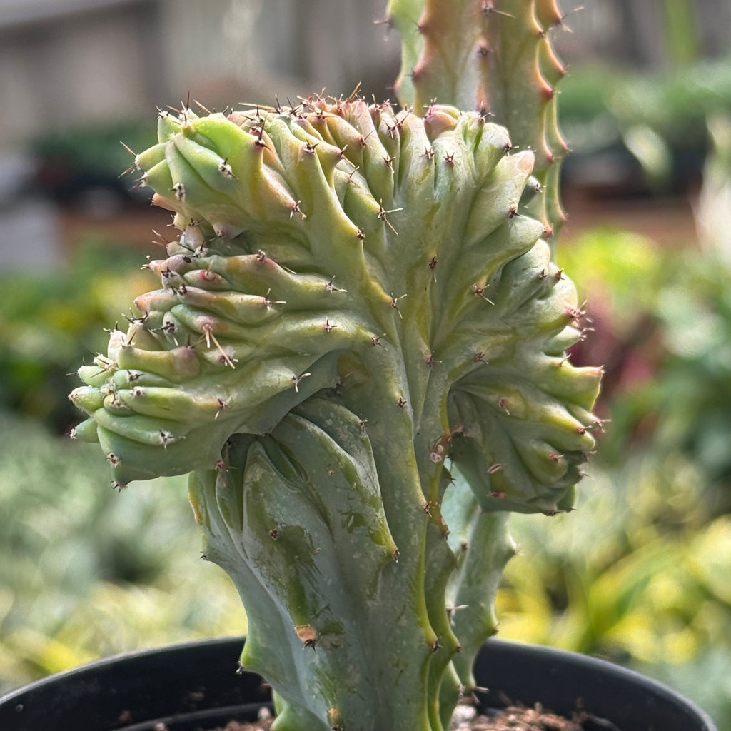 Marina | Mermaid Tail Euphorbia