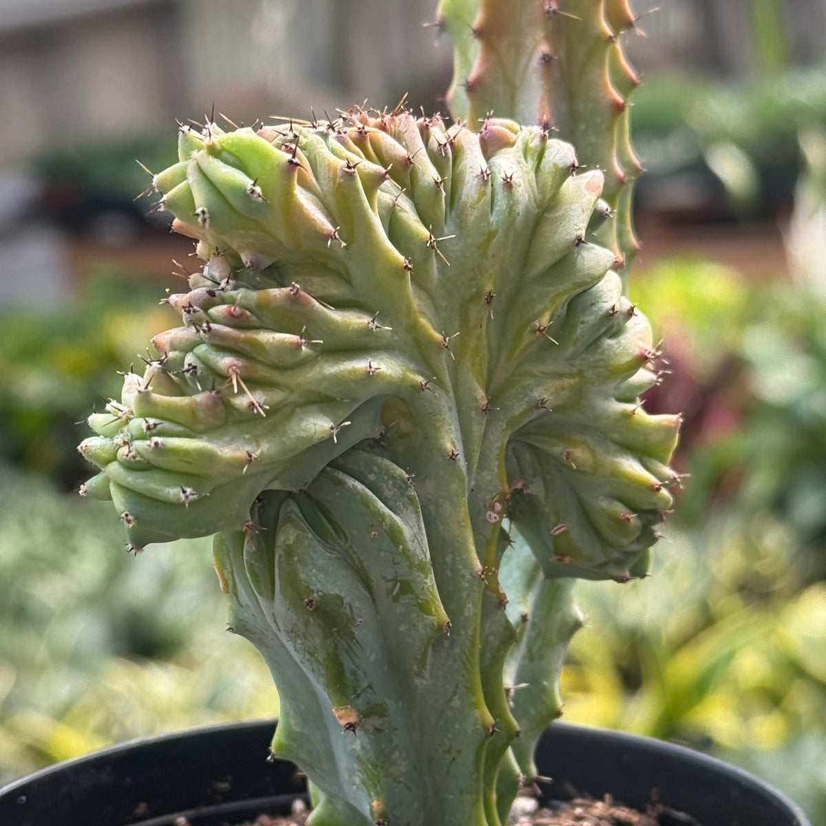 Marina | Mermaid Tail Euphorbia