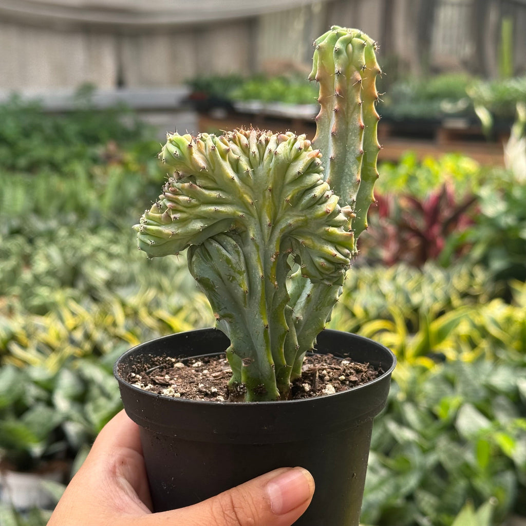 Marina | Mermaid Tail Euphorbia