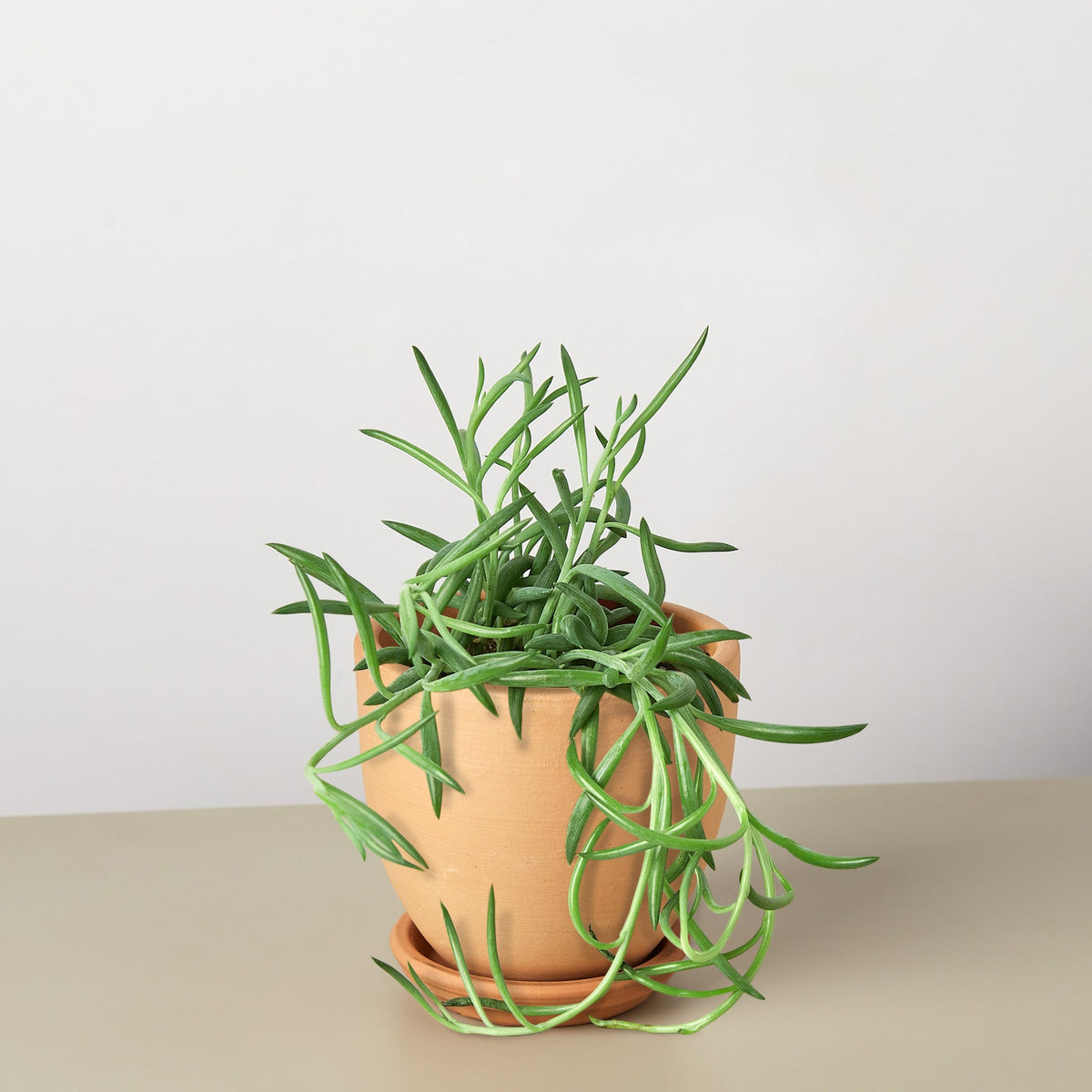 Finn | Succulent Senecio Succulent 'Fish Hooks'