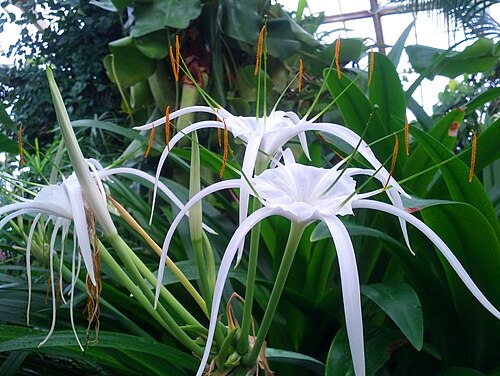 Cristiana | White Spider Lily ( 2 bulbs)