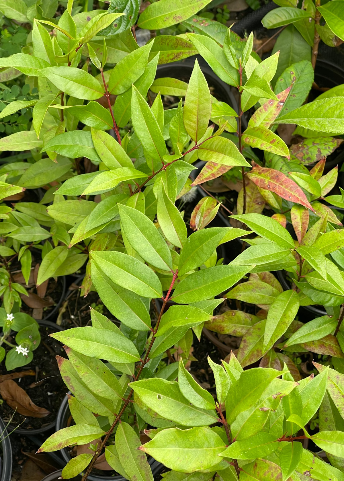 Cas Guava, Costa Rican Guava (Psidium friedrichsthalianum)