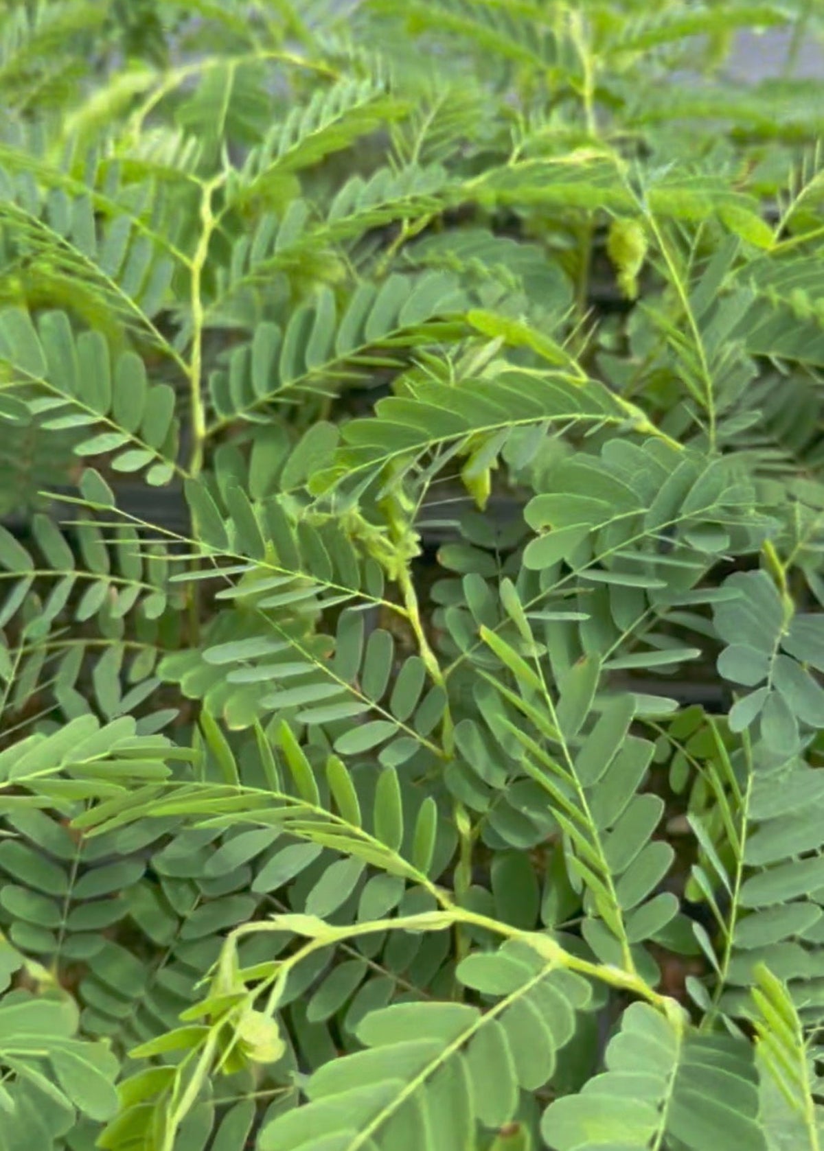 Tamarind, Tart (Tamarindus indica)