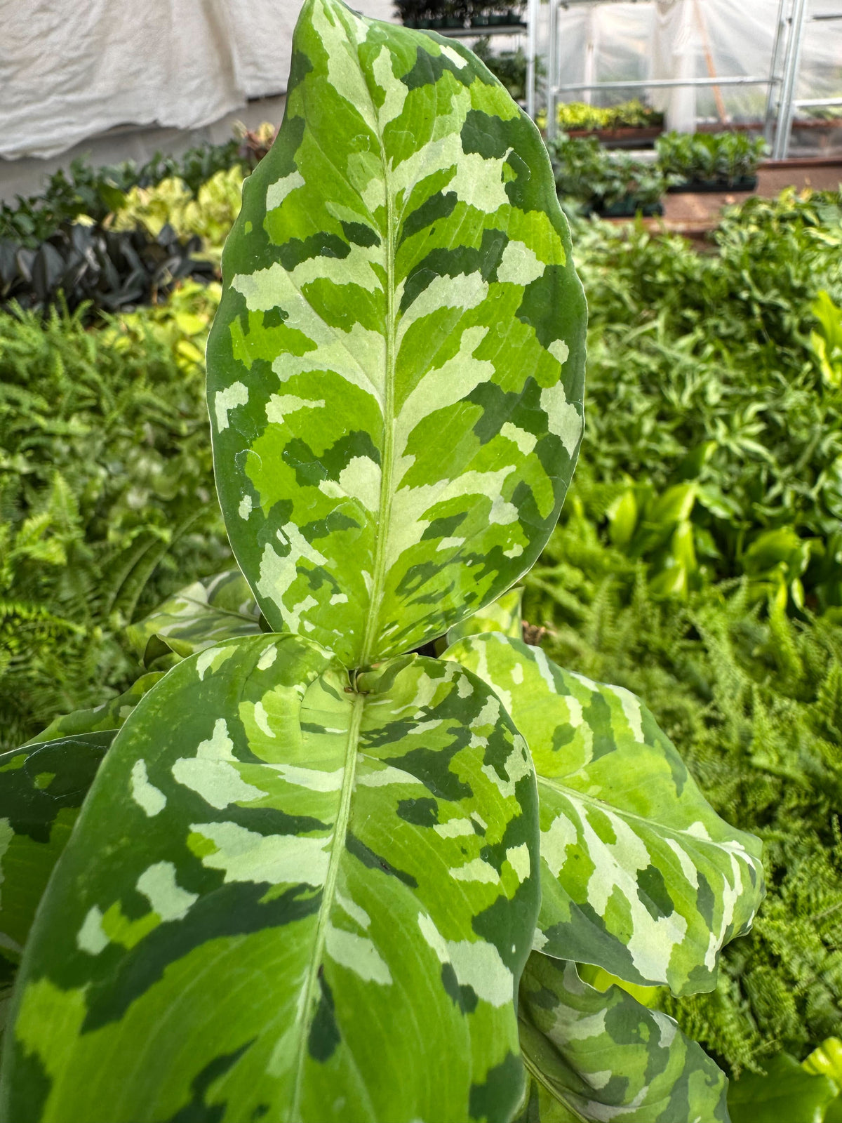 Archer | Chinese Evergreen ‘Pictum Tricolor’