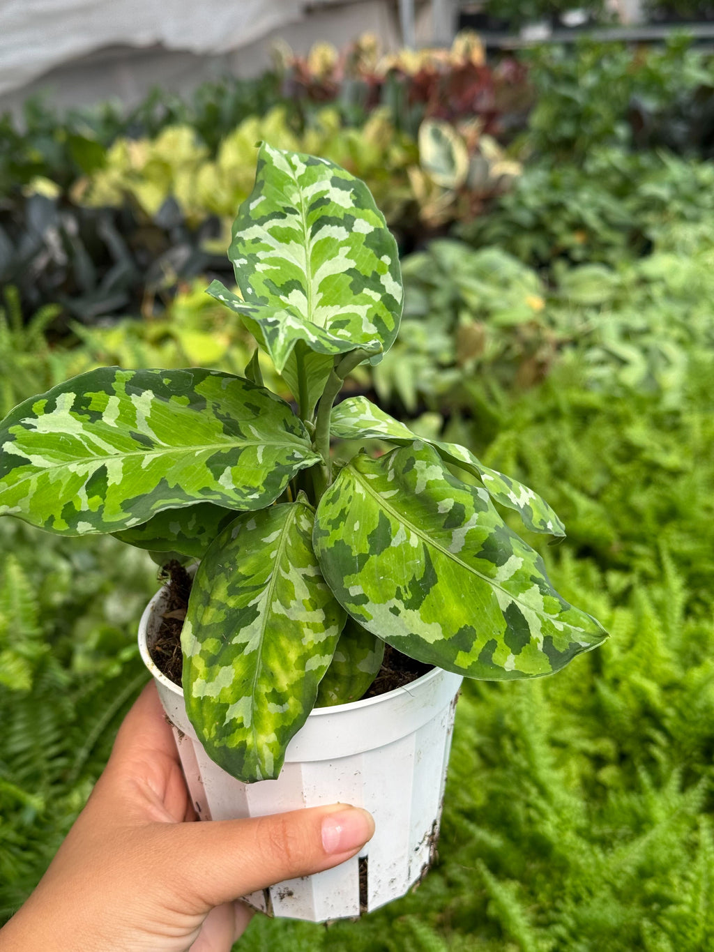 Archer | Chinese Evergreen ‘Pictum Tricolor’
