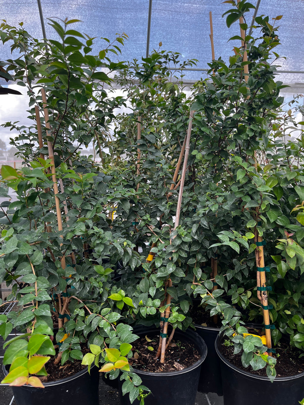 Surinam Cherry (Eugenia uniflora)