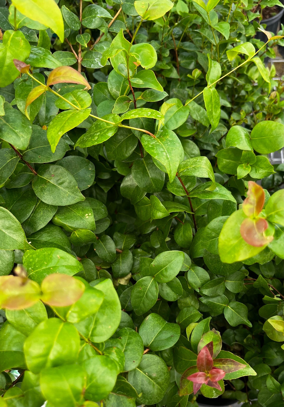 Surinam Cherry (Eugenia uniflora)