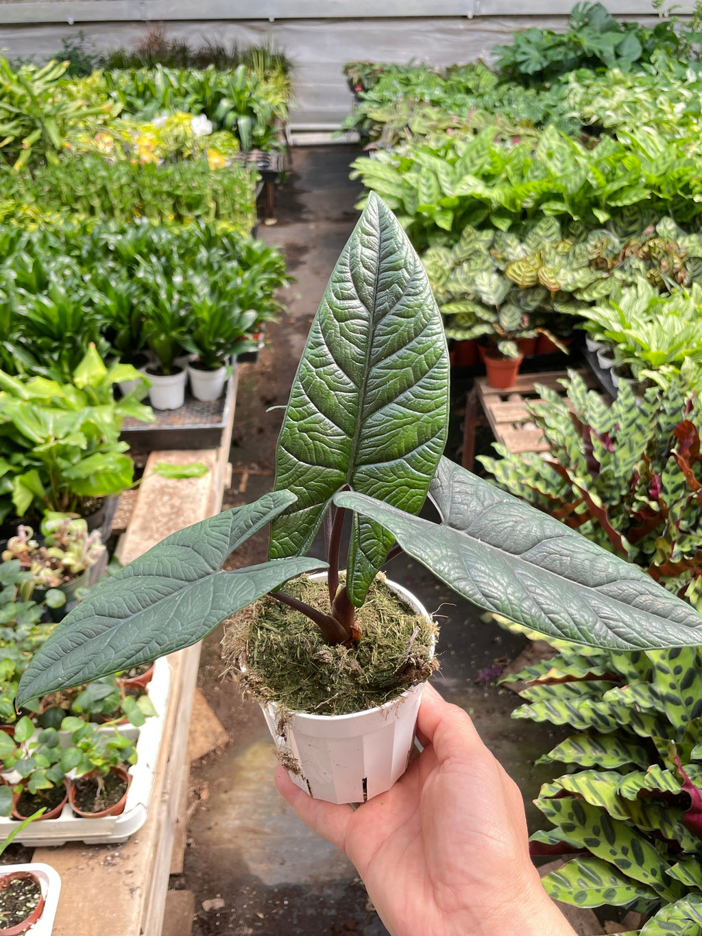 Lucien | Alocasia Scalprum