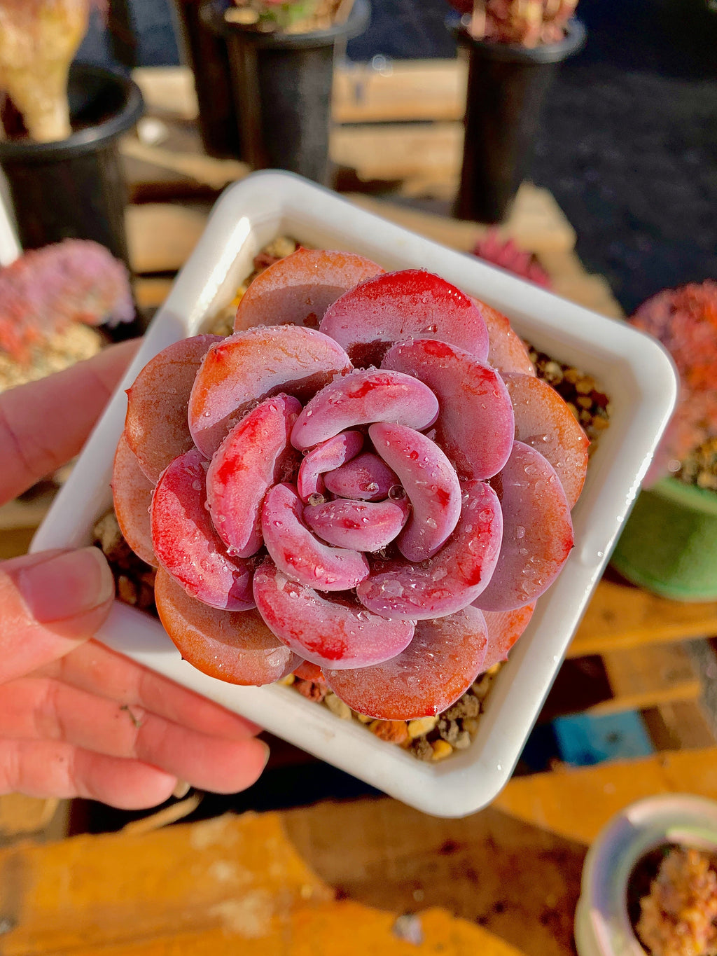 2512-040 Boutique Big Rare Succulents/Echeveria Cream Tea /What You See is What You Get/Bare Root Without Soil Pot/Plants Gifts