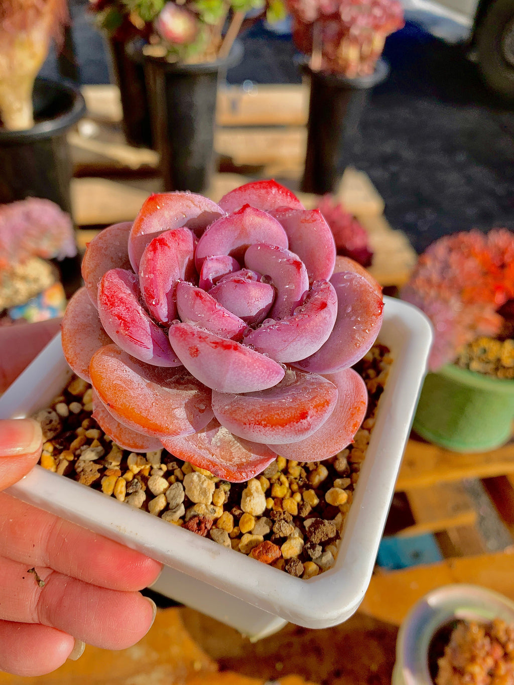 2512-040 Boutique Big Rare Succulents/Echeveria Cream Tea /What You See is What You Get/Bare Root Without Soil Pot/Plants Gifts