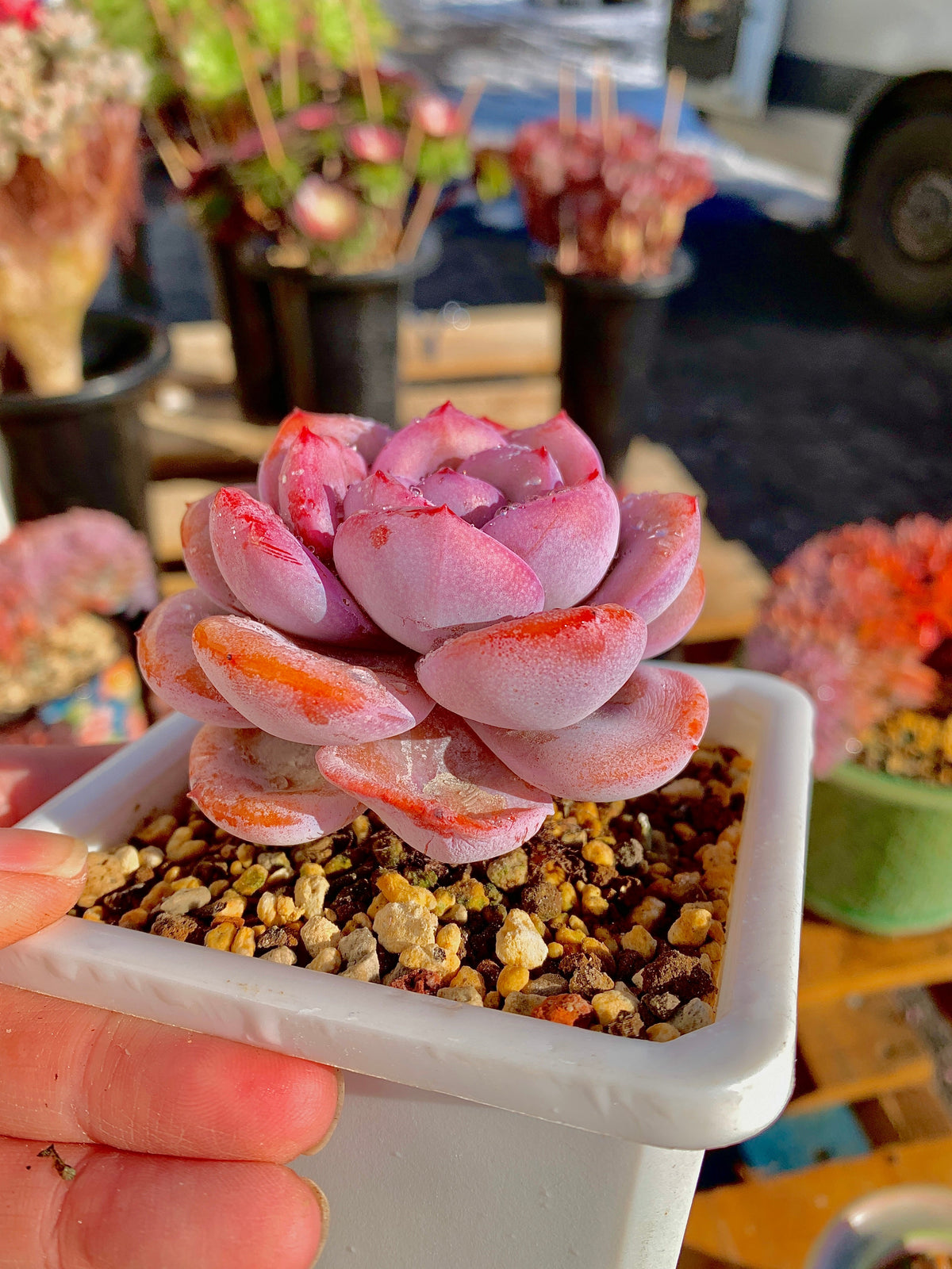 2512-040 Boutique Big Rare Succulents/Echeveria Cream Tea /What You See is What You Get/Bare Root Without Soil Pot/Plants Gifts