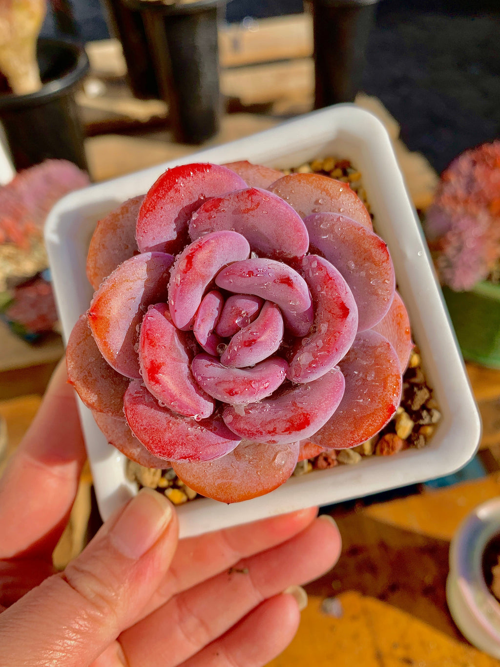 2512-040 Boutique Big Rare Succulents/Echeveria Cream Tea /What You See is What You Get/Bare Root Without Soil Pot/Plants Gifts