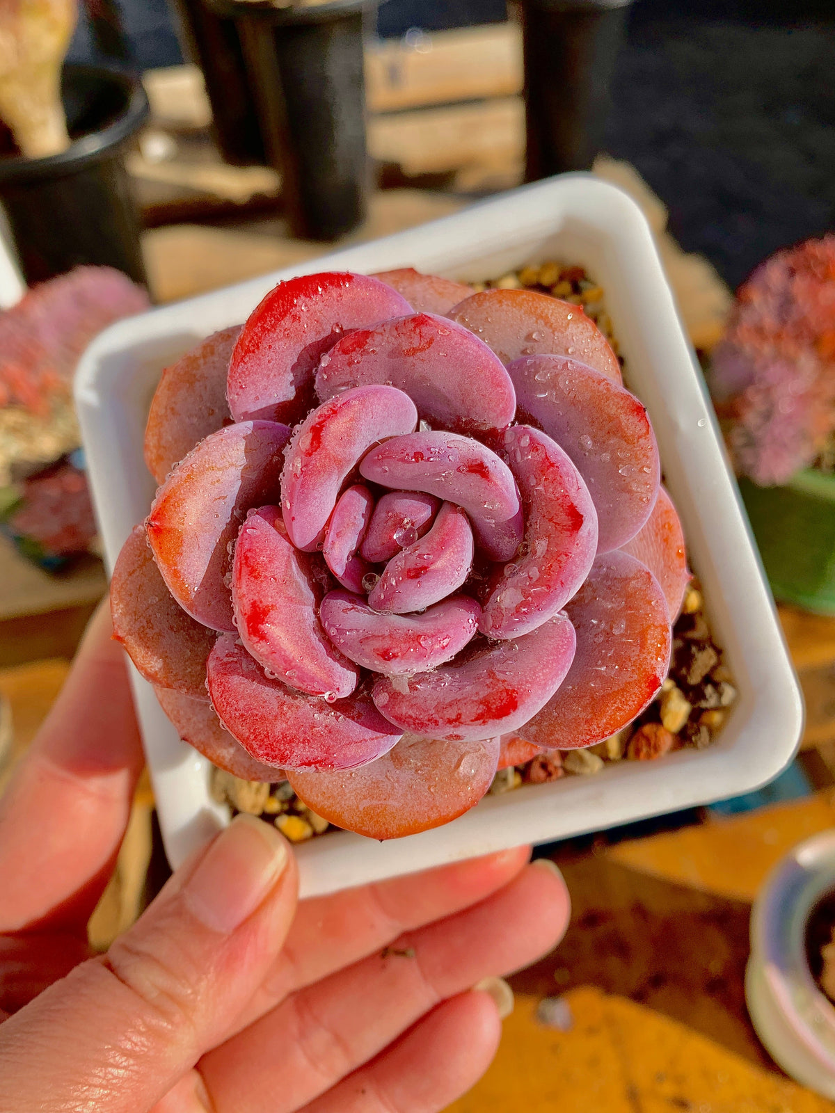 2512-040 Boutique Big Rare Succulents/Echeveria Cream Tea /What You See is What You Get/Bare Root Without Soil Pot/Plants Gifts
