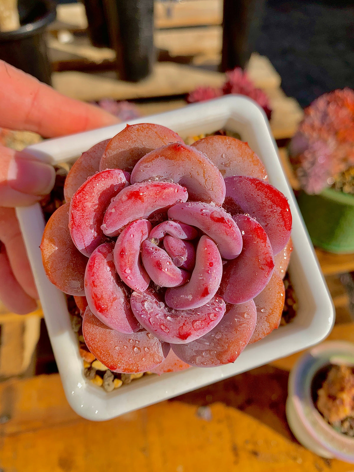 2512-040 Boutique Big Rare Succulents/Echeveria Cream Tea /What You See is What You Get/Bare Root Without Soil Pot/Plants Gifts