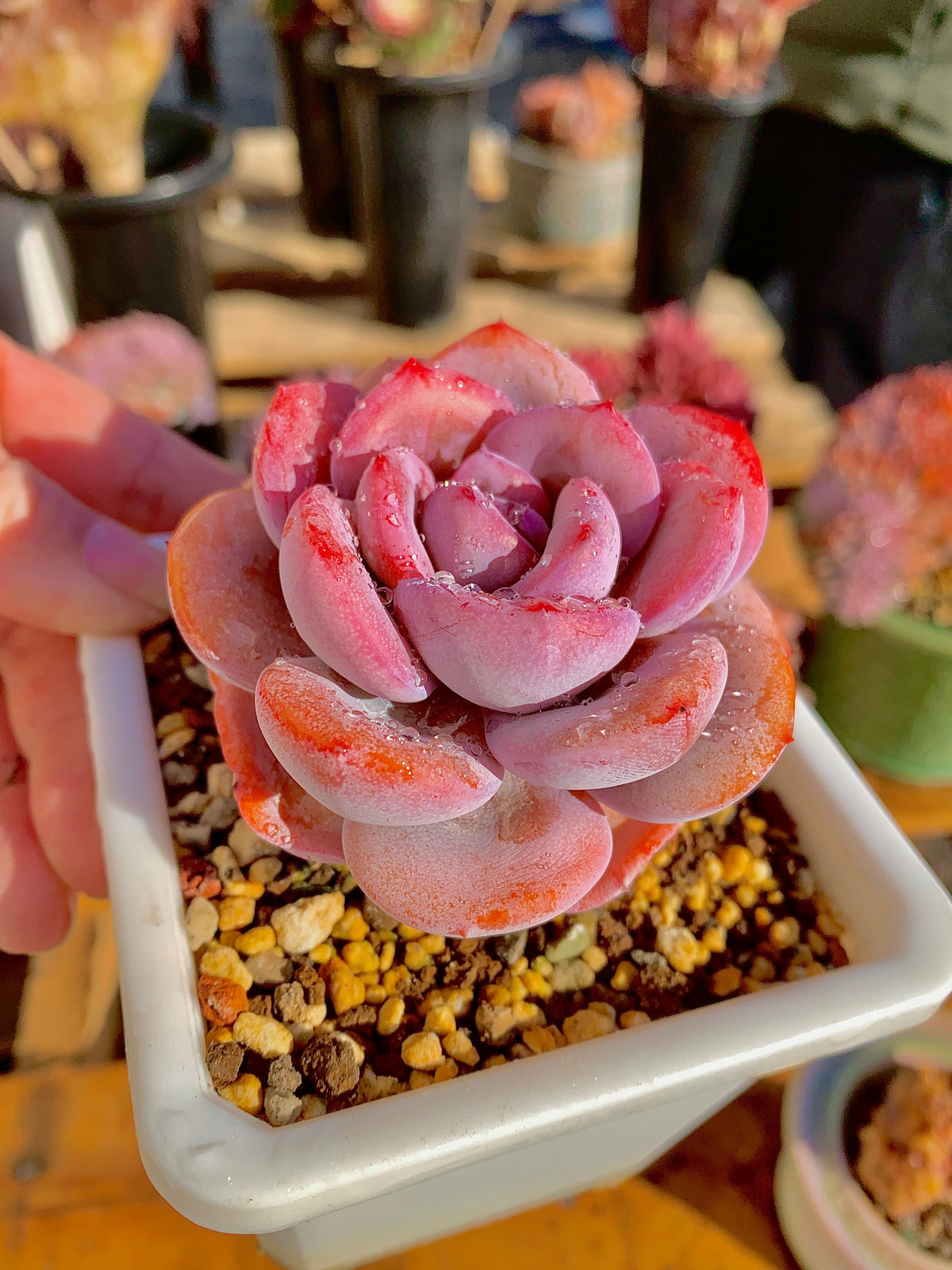 2512-040 Boutique Big Rare Succulents/Echeveria Cream Tea /What You See is What You Get/Bare Root Without Soil Pot/Plants Gifts