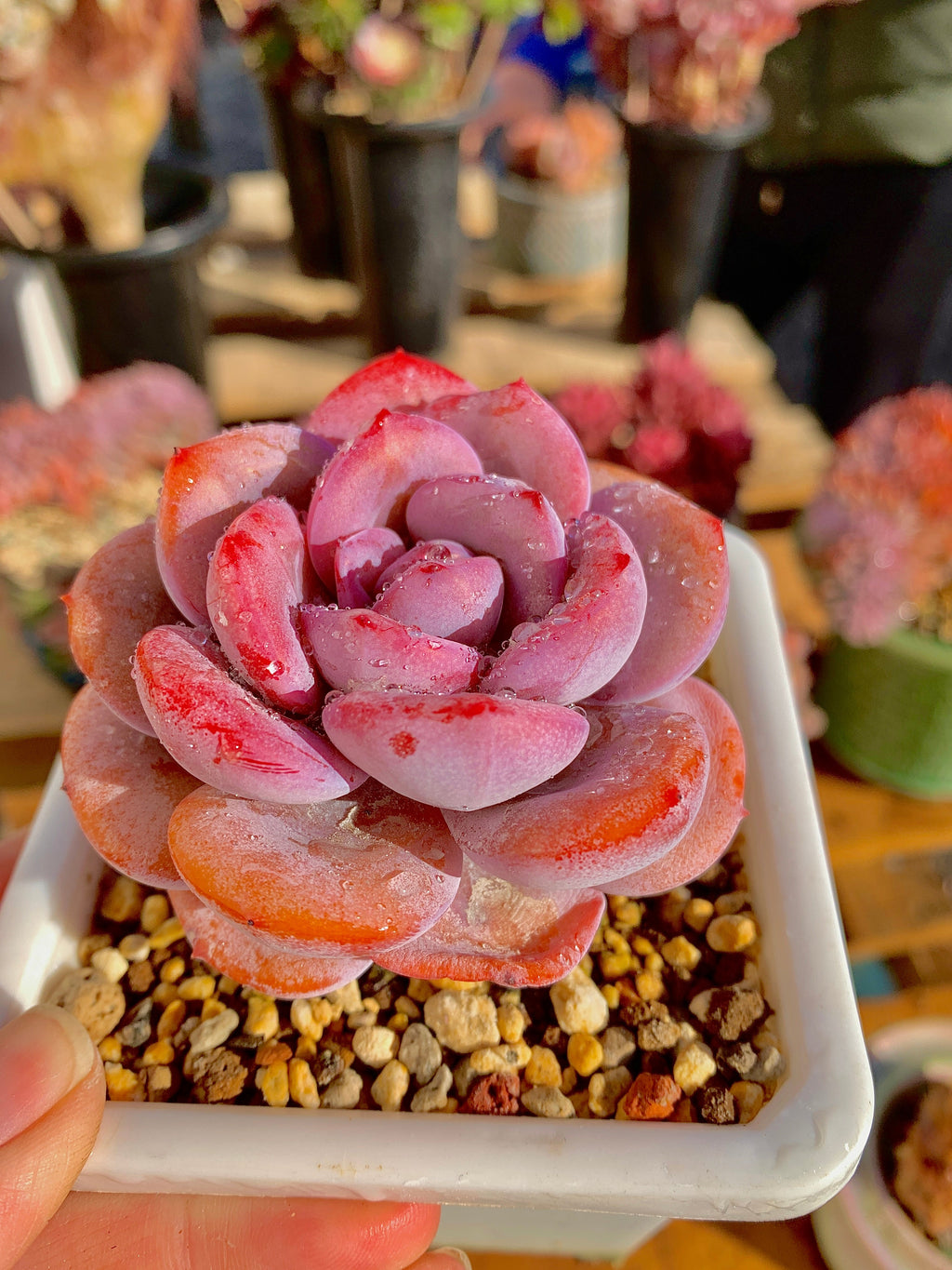 2512-040 Boutique Big Rare Succulents/Echeveria Cream Tea /What You See is What You Get/Bare Root Without Soil Pot/Plants Gifts