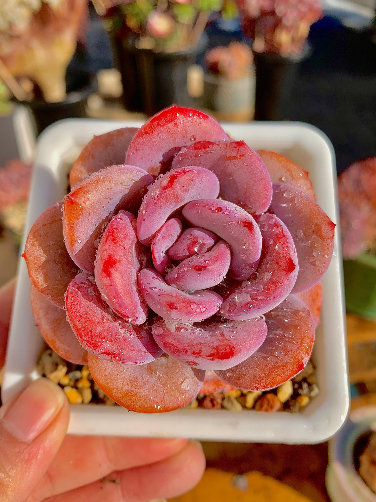 2512-040 Boutique Big Rare Succulents/Echeveria Cream Tea /What You See is What You Get/Bare Root Without Soil Pot/Plants Gifts
