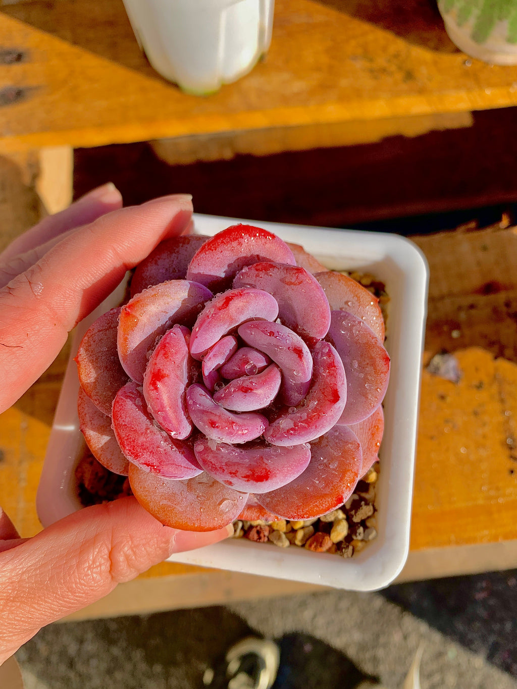 2512-040 Boutique Big Rare Succulents/Echeveria Cream Tea /What You See is What You Get/Bare Root Without Soil Pot/Plants Gifts