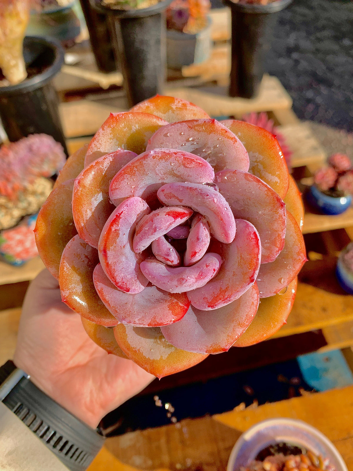 2512-047 Boutique Big Rare Succulents/Echeveria Cream Tea /What You See is What You Get/Bare Root Without Soil Pot/Plants Gifts