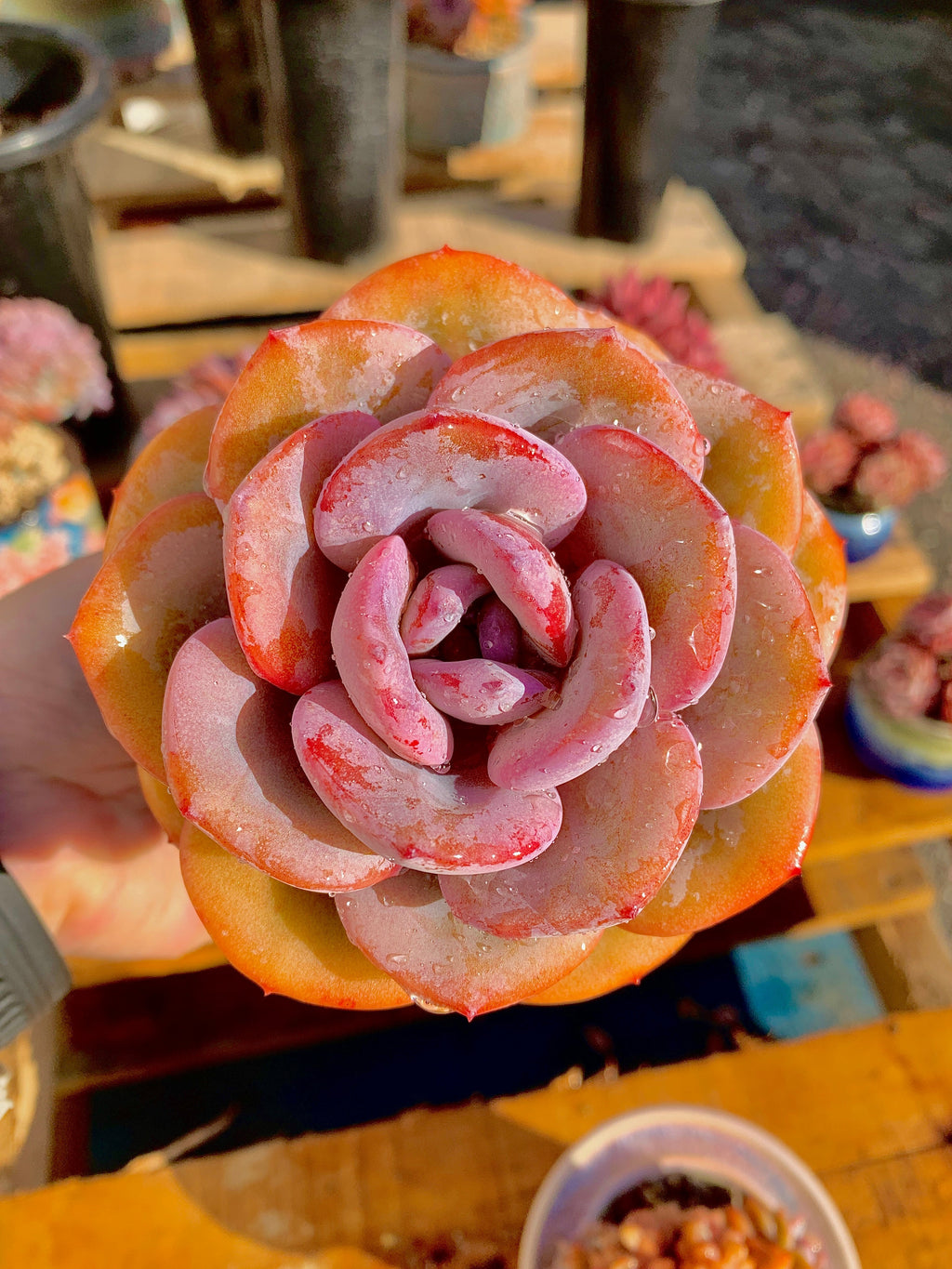 2512-047 Boutique Big Rare Succulents/Echeveria Cream Tea /What You See is What You Get/Bare Root Without Soil Pot/Plants Gifts