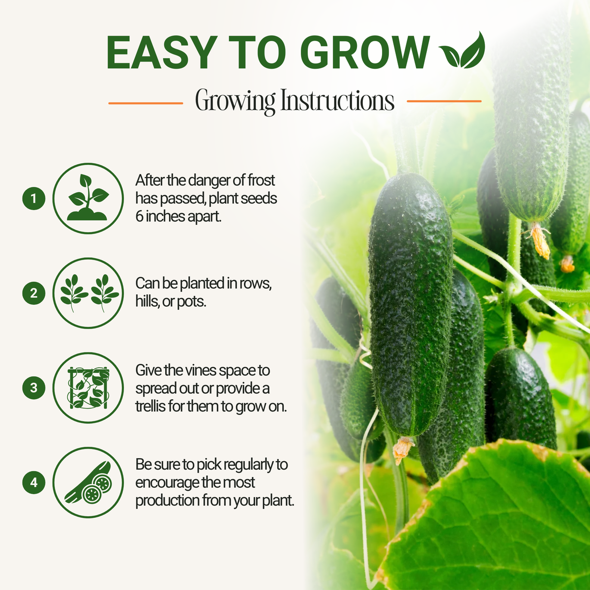 Marketmore 76 Cucumber Seeds 3-Pack - Non-GMO