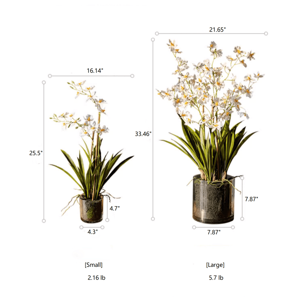 White Hui Lan Orchid in Glass Pot